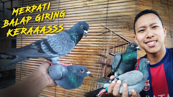 MERPAI BALAP GIRING SAMA MERPATI POS ?? BEGINI JADINYA