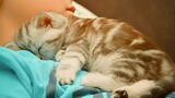 Cats Love To Sleep With Their Owner -  Sweetest Cat And Owner Moments