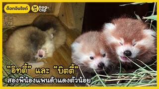 สองแพนด้าแดงตัวน้อย สมาชิกใหม่ของสวนสัตว์พอตเตอร์พาร์ค | Dog's Clip