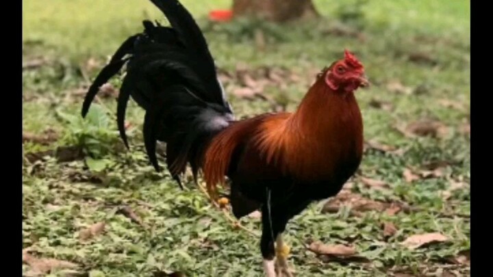 Breeding gamefowl top down - part1