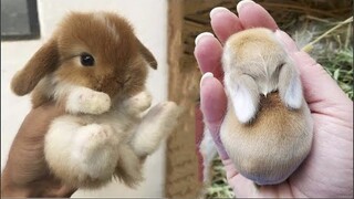 AWW SO CUTE! Cutest baby animals Videos Compilation Cute moment of the Animals - Cutest Animals #36