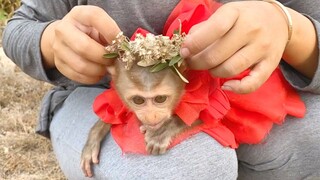 Awesome Mom Make Flower Crown For Little Princes Maya, So Pretty When Baby Monkey Maya Wear Crown