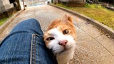 เมื่อกลับไปศาลเจ้าชินโตอีกครั้ง แมวตัวนั้นเห็นฉันและเข้ามาหาฉันด้วย