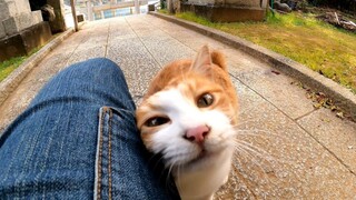 当我再次从猫岛返回之前去了神社时，那只猫注意到并接近了我