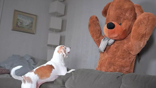 Funny Dog vs Teddy Bear Prank สุนัขตลก Maymo Penny และ Potpie