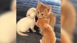 Kucing kecil memperlakukan anak kucing sebagai ibunya