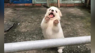 Anjing kampungku adalah anjing terimut!!!