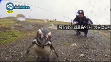 Law of the Jungle in Antarctica [1] SUB INDO