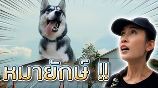 หมายักษ์..ถล่มเมือง !! เออเรอร์กินอาหารพิษ - DING DONG DAD