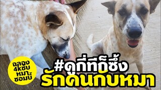 ความรักของคนกับหมาซอมบี้ จากหมาเกาะรั้วขอข้าวกิน กับเรื่องราวสุดแสนประทับใจ ร่วมฉลอง4kซับ fcรัก