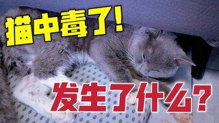 蹭战友蜜月被迫中止！回家后猫中毒抽搐去抢救 家里发生了什么？