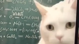 化学老师上网课是为了炫耀猫