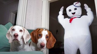 Dogs vs Mini & GIANT Marshmallow Puft Man สุนัขตลกและการเต้นรำ Marshmallow Man Prank