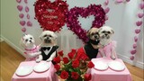 Ngày lễ tình nhân dễ thương nhất của bốn bé 2022|Happy Valentine day.