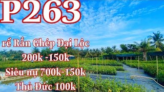 mai vàng p263 | 0909502080 Chị Út | mai rể gắn ghép đại lọc giá 200k150k .siêu nụ 150k-700k thu đức