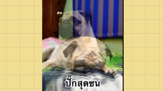 เพื่อนตัวน้อย สัตว์เลี้ยงแสนซน : ปั๊กสุดซน