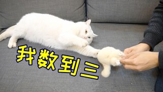 猫竟敢抢东西！一番调教后，它很感激我