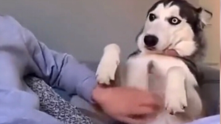 Đồng chí husky này làm tôi cười cả ngày