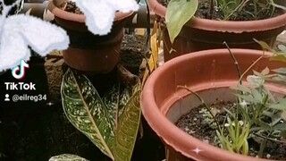 plantlife 41523