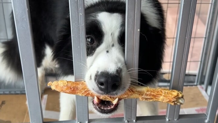 Border Collie ประสบปัญหาในโลกของสุนัข และ Erha ประสบปัญหาในโลกของสุนัข IQ ต่างกันอย่างชัดเจน!