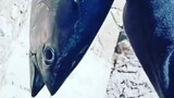 giant mackerel tuna| shore casting | The Macki g G