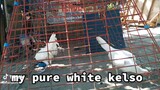 Pure white Kelso breeding season! No animals were harmed in this video for breeding only!