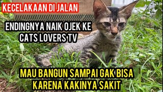 Astagfirullah Anak Kucing Kakinya Sakit Lagi Sedih Di Pinggir Jalan Endingnya Sampai Cats Lovers Tv