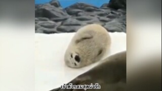 เจ้าตัวกลมสุดน่ารัก
