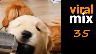 Dogs fails kids birds cats and more FUNNY & CUTE VIDEOS - viral mix 35