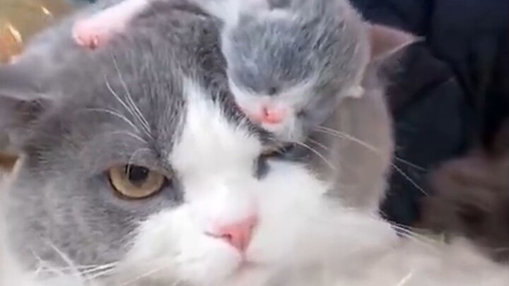 [สัตว์]แมว: ทำไมฉันถึงคลอดลูกไม่รักดีแบบพวกแกนะ