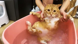 [สัตว์]อาบน้ำแมวครั้งแรก