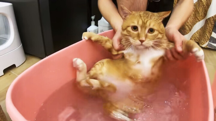 [Động vật]Chú mèo lần đầu tiên được tắm