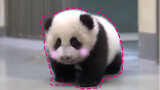 【Bayi panda】Menyelinap keluar, ketika ibunya muncul, langsung tertawa!