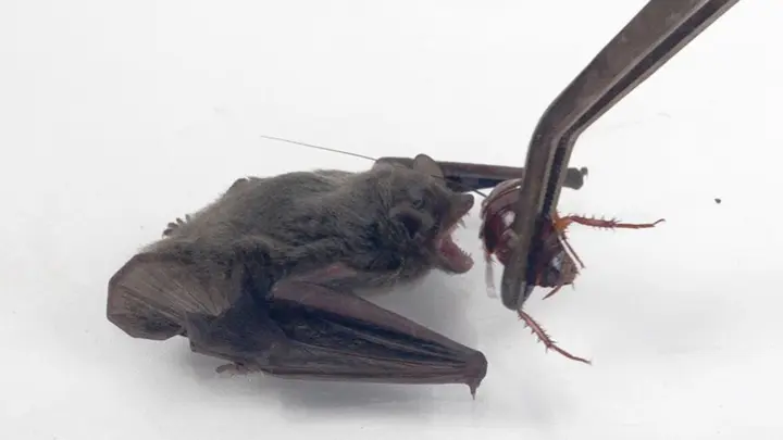A Cockroach And A Bat In The Same Room