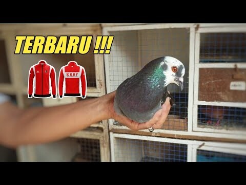 REVIEW 4 MERPATI PLAYER BARU PAKAI JERSEY KERENN BARU