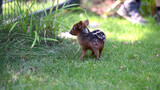 【耘动物】南普度鹿（智利巴鹿）是世界上最小的鹿科成員之一，小小的，软软的嘿嘿