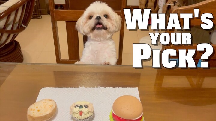 What's Your Pick? Donut, Cupcake or Burger? | Cute & Funny Shih Tzu Dog Video