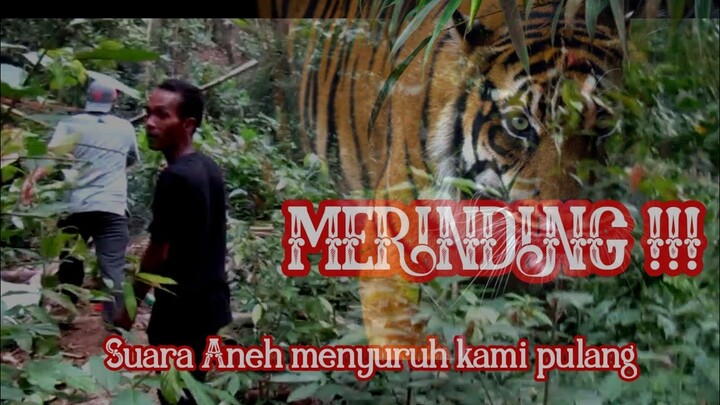 Tiba tiba suara Mengaum mendekati kami . Auto pulang