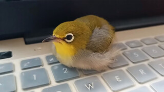 Binatang|Siaran Tidur White-Browed Tit Warbler