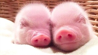 วิดีโอ Micro Pig และ Mini Pig น่ารัก ใหม่