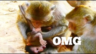 OMG No No What Monkey Doing To Baby, Adorable Baby Monkey DOESN'T KNOW Why Mum Do Like This