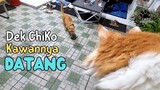 Dek Chiko Temennya Dateng. funny video, try not to laugh, funny, pets, animals, cat, cats, hachiko,