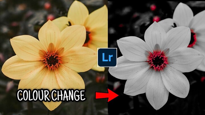 Lightroom Colour grading Tutorial | lightroom photo| colour change |Mobile photo editing | darkTone