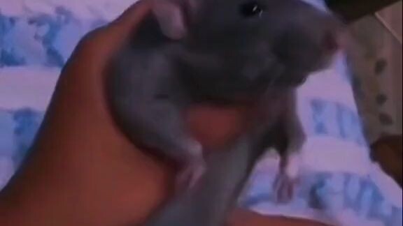 Tikus joget