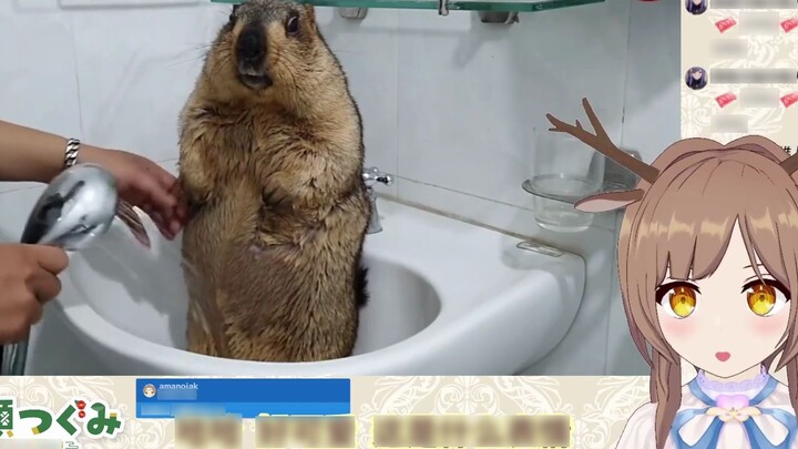 Japanese deer watching "Giving the Groundhog a Bath #2"