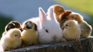 BABY Animals Being So Sweet and Cute