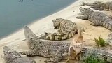 Mẹ vịt ấp ra cá sấu, cá sấu thường về chơi và dạy tuyệt kĩ cho các em