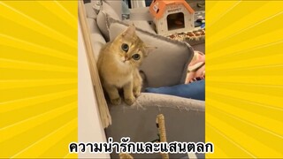 สัตว์เลี้ยงเพื่อนขนปุย : ความน่ารักและแสนตลก