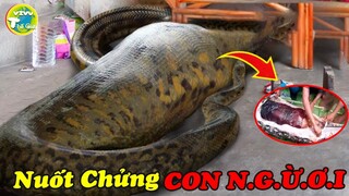 10 Thứ Bí Ẩn và Kỳ Quái Được Con Người Tìm Thấy Khiến Thế Giới Bàng Hoàng Bạn Sẽ Không Thể Tin Được