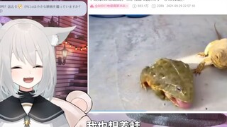 milo看“牛蛙跟蜥蜴混，三天饿九顿”被萌翻【天占milo】